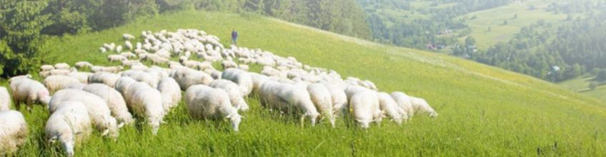 FAKRO stawia na energooszczędność i ekologię - FAKRO